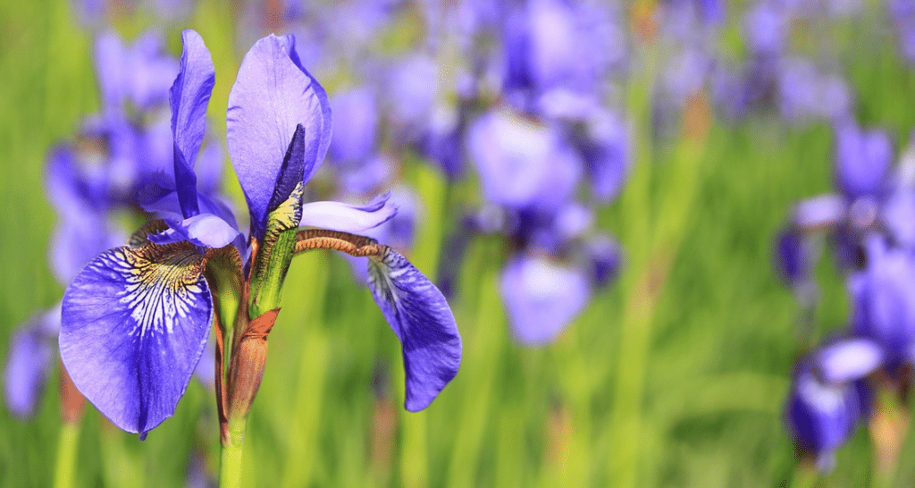 Comment cultiver des iris