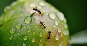 Comment se débarrasser des fourmis dans le jardin